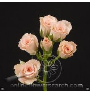 ΤΡΙΑΝΤΑΦΥΛΛΑ ΜΠΟΥΤΟΝ ΣΟΜΟΝ ROSEN  TR  CREAM-GRACIA